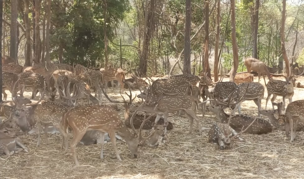 Satmaliya Deer Park