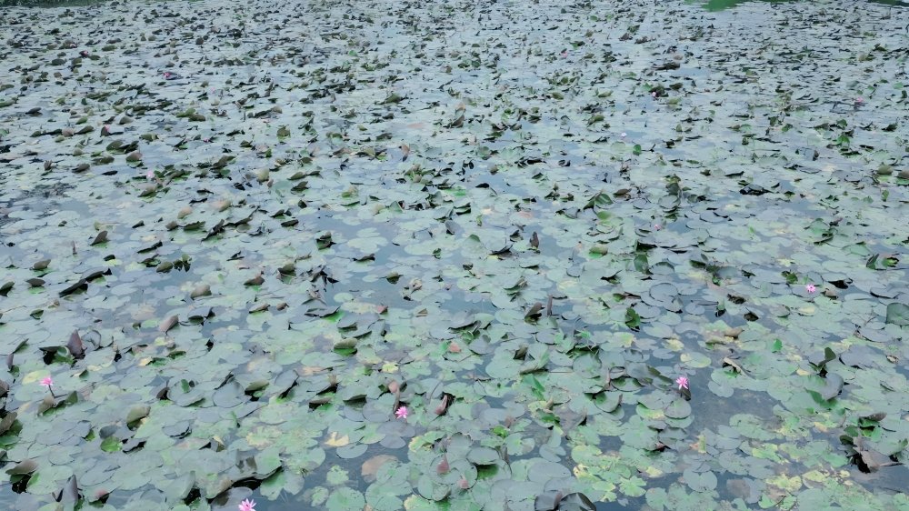 Lotus Lake